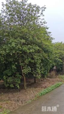 12公分黄花风铃木