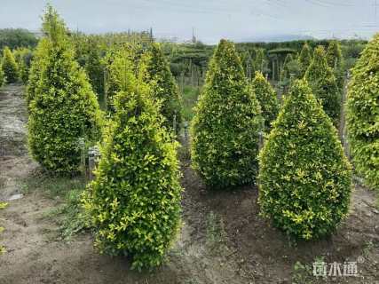 高度100厘米黄金枸骨