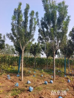 15公分秋紫白蜡