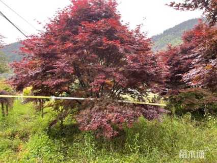 高度360厘米三季红红枫