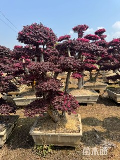 15公分造型红花继木桩