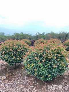 冠幅120厘米红叶石楠球