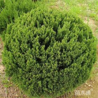 冠幅80厘米龙柏球