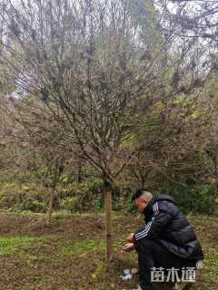 高度300厘米羽毛枫