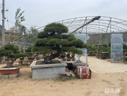 高度100厘米黑松