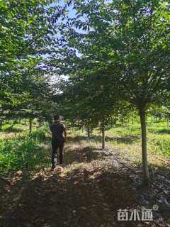 13公分染井吉野樱