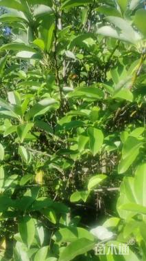 高度600厘米含笑