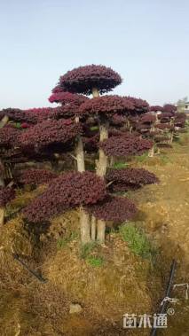 15公分造型红花继木桩