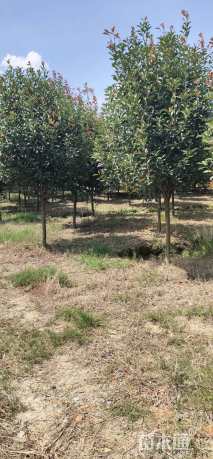 10公分红叶石楠