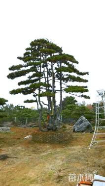 50公分造型油松