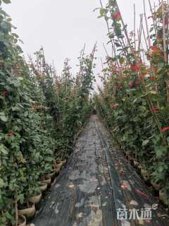 150厘米藤本月季