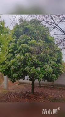 高度550厘米中华石楠