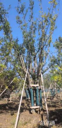 高度900厘米丛生五角枫