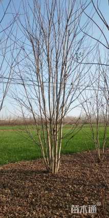 高度600厘米丛生美国红枫