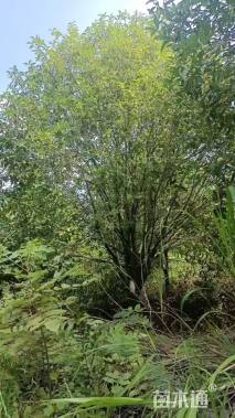 高度650厘米丛生桂花