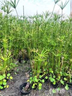 高度10厘米旱伞草