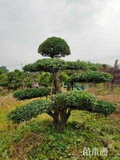 20公分造型榆树