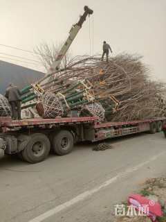 高度1000厘米丛生元宝枫