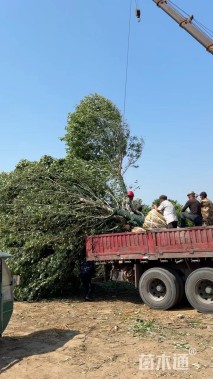 15公分美国红枫