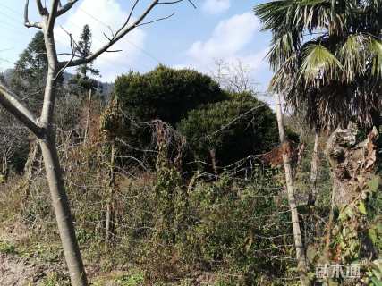 高度400厘米万年青