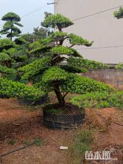 容器苗造型罗汉松