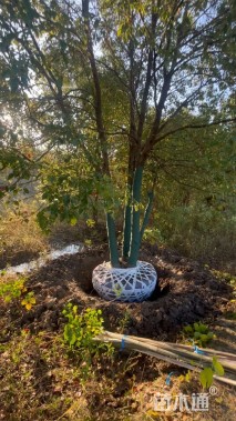 50公分(4杆)丛生香樟