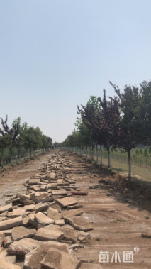 14公分大叶女贞