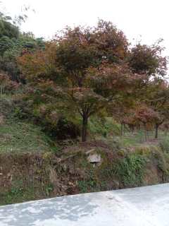 15公分中国红枫