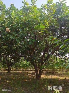 20公分(2杆)丛生香泡