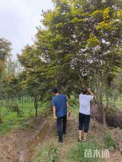 13公分中国红枫