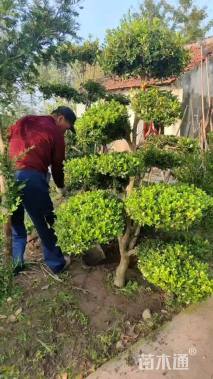 8公分造型瓜子黄杨