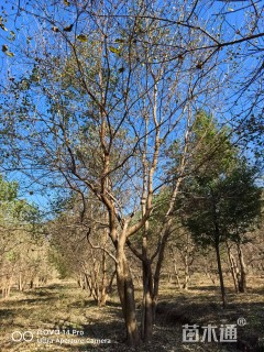 60公分(3杆)丛生乌桕