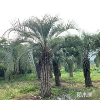 裸干高200厘米布迪椰子