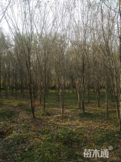 10公分西府海棠