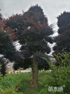 高度450厘米红花继木