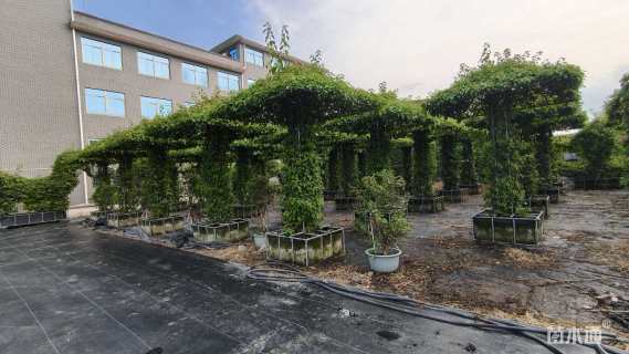 高度300厘米三角梅