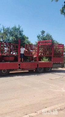 高度300厘米果石榴