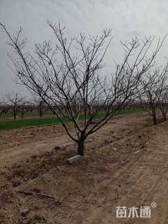 15公分山楂树