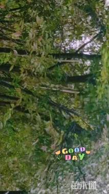 50公分丛生榉树