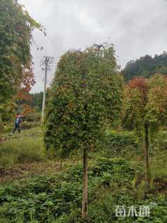 10公分流泉红枫