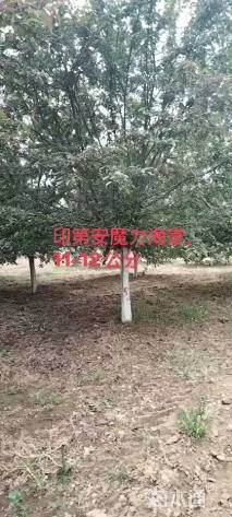 高度300厘米印第安魔力海棠