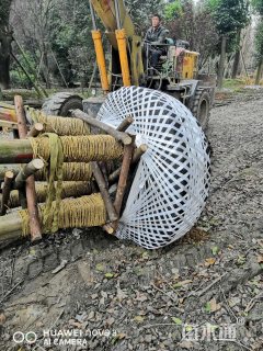 30公分丛生朴树