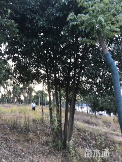 50公分丛生香樟