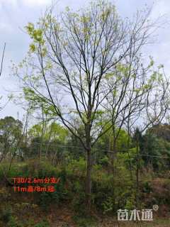 25公分朴树
