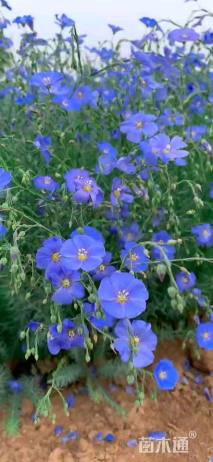 蓝花亚麻种子