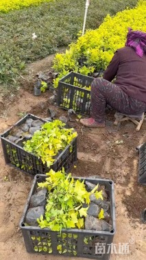 高度30厘米金叶风箱果