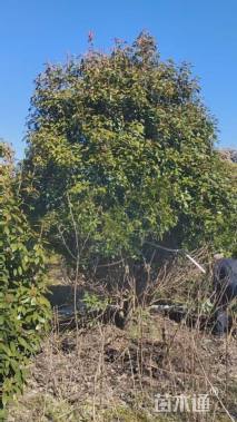 高度450厘米丛生红叶石楠