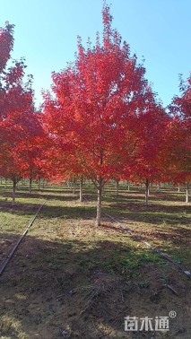 15公分美国红枫