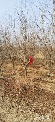 高度300厘米石榴