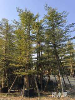 15公分细叶榄仁